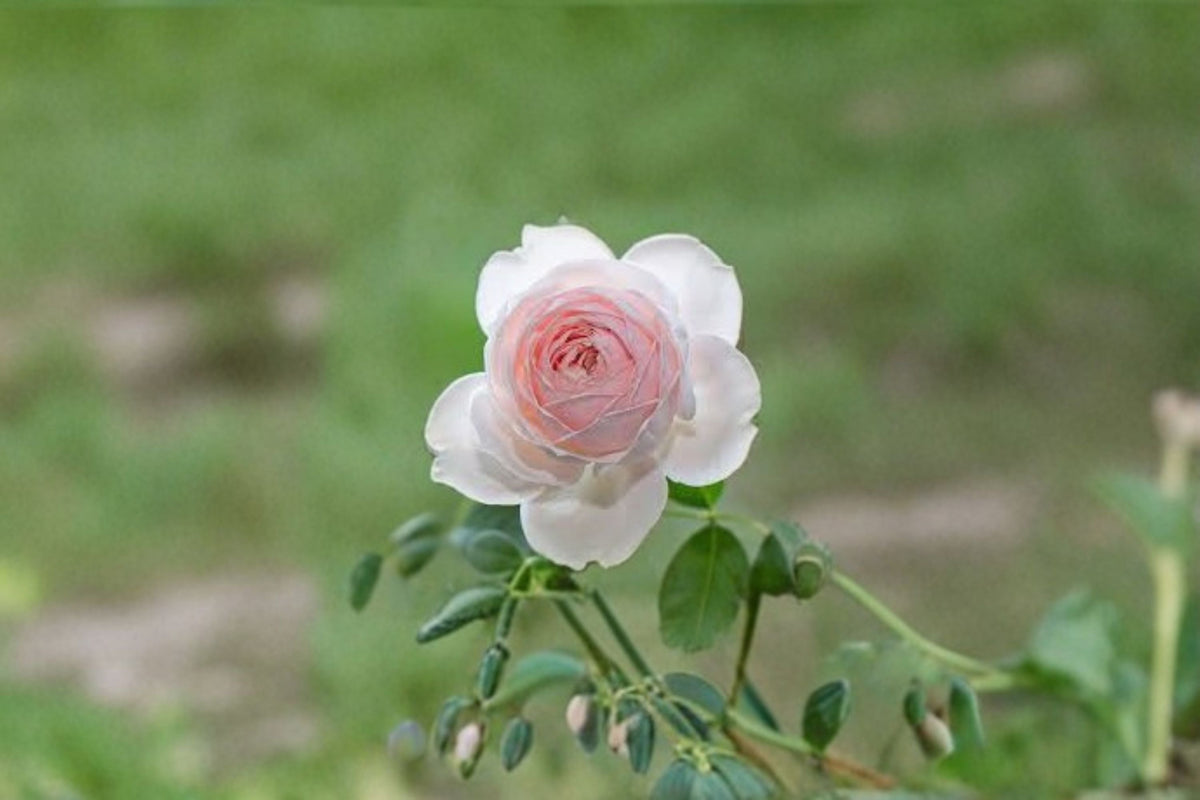 Earth Angel Parfuma Rose Cuttings – Pink Shrub Rose Propagation Plant Rosa ‘Earth Angel’