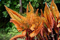 Autumn Fern Live Plant – Clumping, Copper-Toned New Growth, Shade Garden, Dryopteris erythrosora