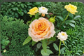 Caramel Antike Rose Live Plant – Vintage Garden Rose with 10cm Blooms, Repeat Blooming, Heat & Disease Resistant Ornamental Shrub