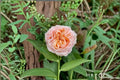 Georgia Peach Rose Live Plant – Peach Pink Cut Flower for Garden, Patio, Floral Arrangements – Rosa hybrid