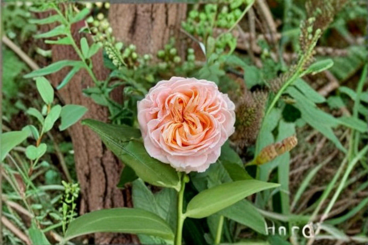 Georgia Peach Rose Live Plant – Peach Pink Cut Flower for Garden, Patio, Floral Arrangements – Rosa hybrid