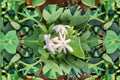Downy Jasmine Live Plant – Fragrant White Flowering Shrub – Jasminum multiflorum – Drought Tolerant Garden Accent