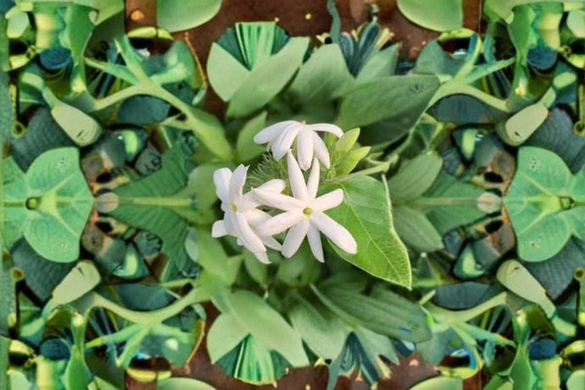 Downy Jasmine Live Plant – Fragrant White Flowering Shrub – Jasminum multiflorum – Drought Tolerant Garden Accent