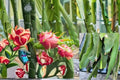 Dragon Fruit Cuttings 12-Pack | Hylocereus spp. | Tropical Cactus Vine for Garden & Container Growing