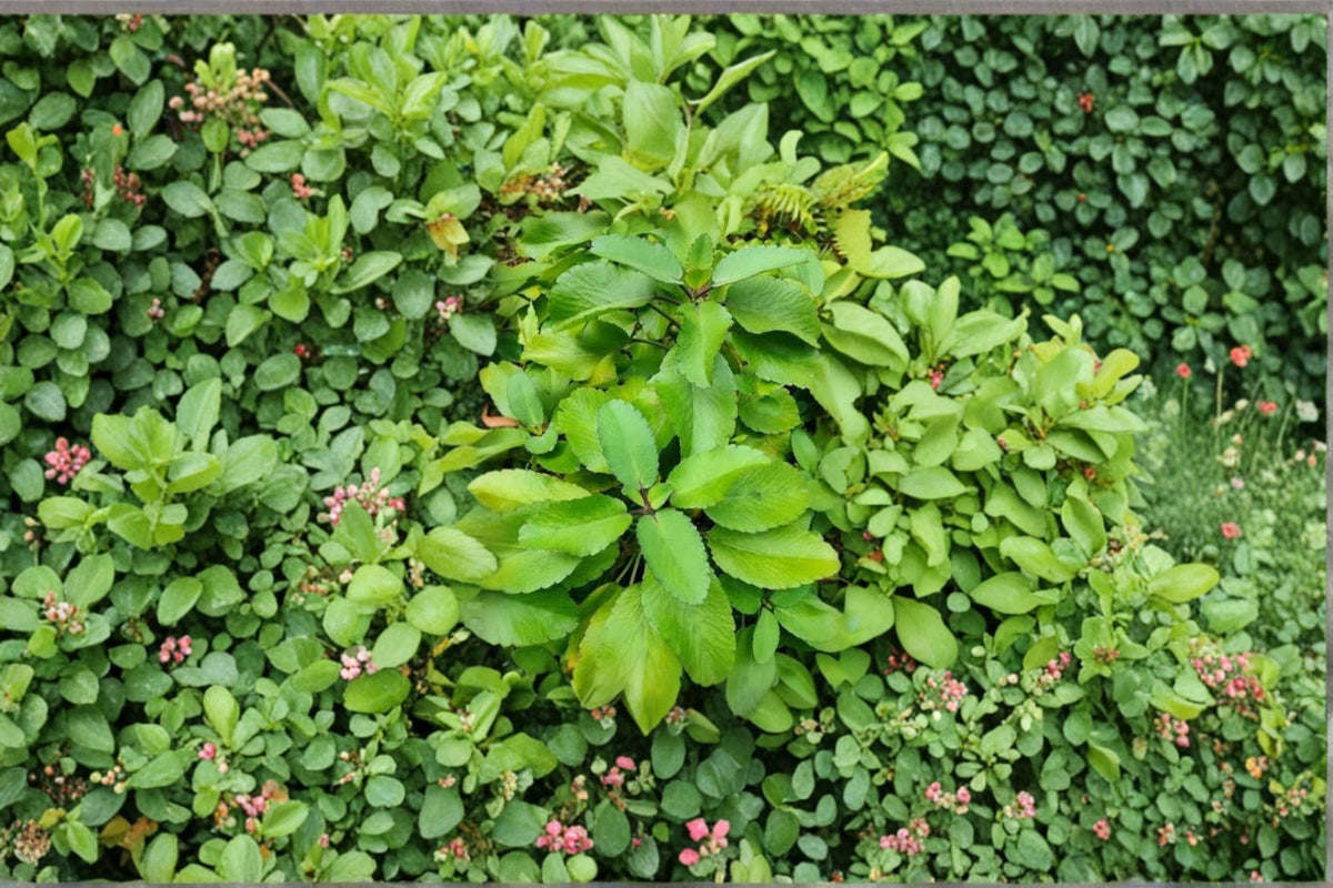 Leaf of Life Live Plant – Bryophyllum pinnatum Succulent Starter, Fleshy Green Foliage, Indoor & Outdoor Container Plant