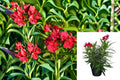 Red Oleander Live Plant – Evergreen Shrub with Crimson-Red Flowers for Hedges & Borders – Nerium oleander ‘Jannoch’