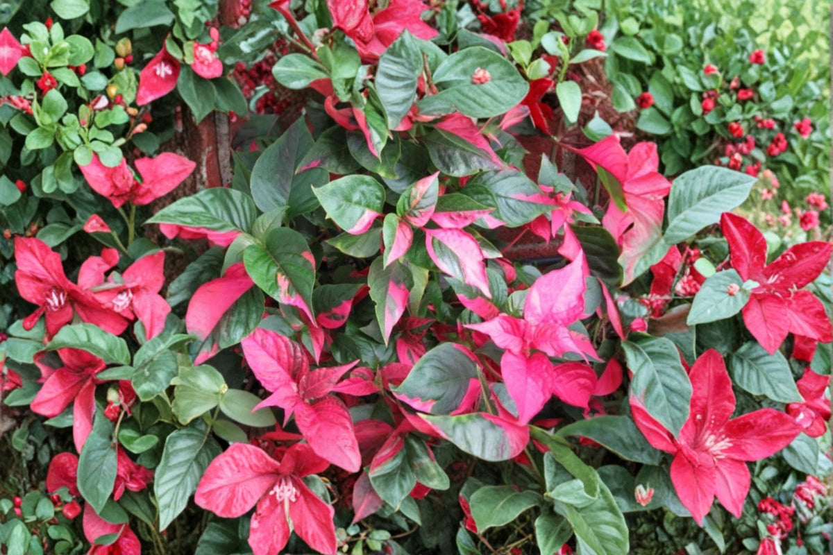 Alternanthera Party Time Live Plants – Variegated Foliage, Indoor/Outdoor Ornamental Ground Cover, 4–6 Inch Tall