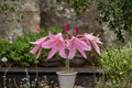 Pink Crinum Lily Bulb – Heirloom Cecil Houdyshell Variety – Perennial Garden Flowering Bulb – Crinum hybrid