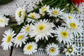 Shasta Daisy Live Plant – Leucanthemum superbum – White Flower Perennial for Garden Beds & Borders