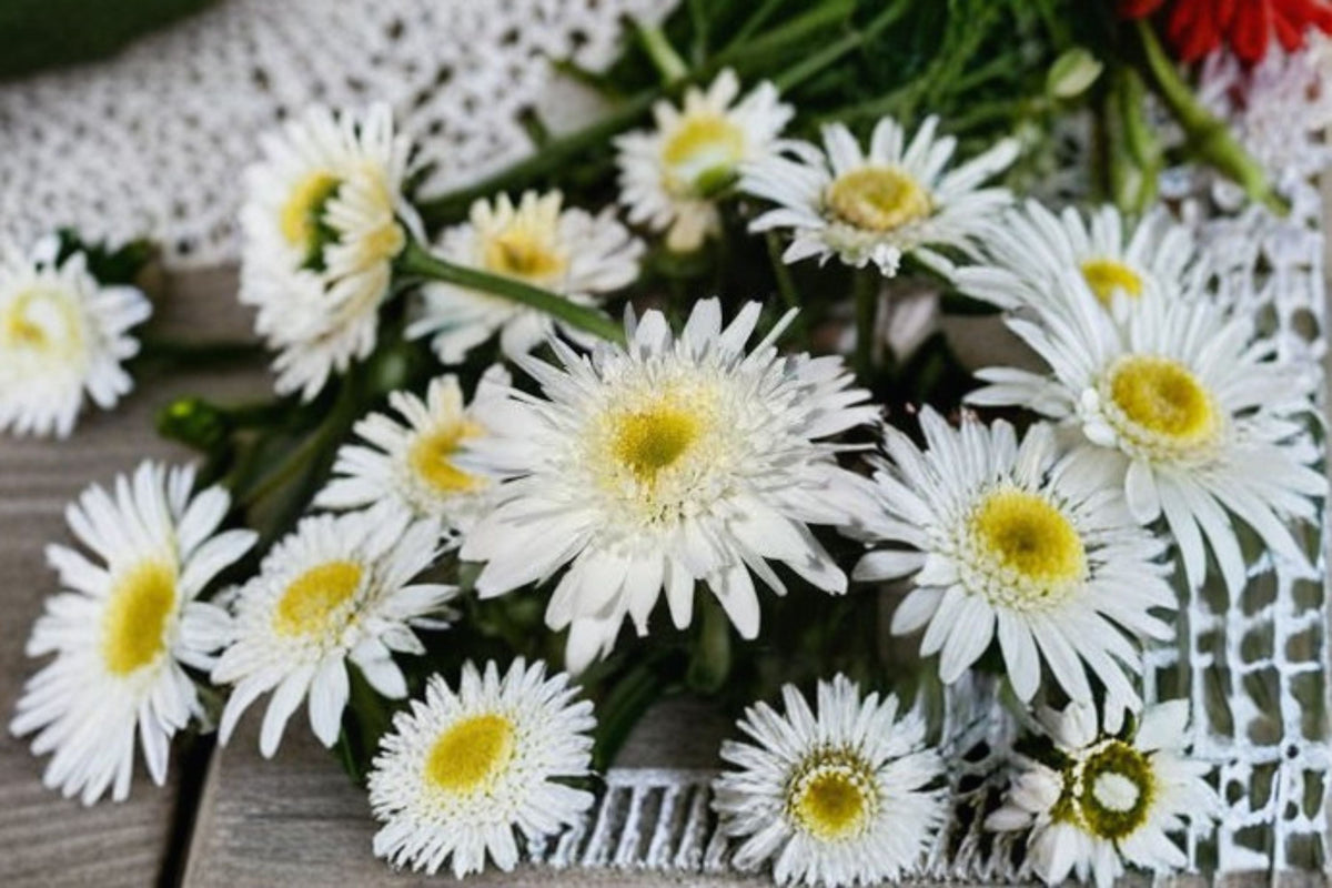 Shasta Daisy Live Plant – Leucanthemum superbum – White Flower Perennial for Garden Beds & Borders