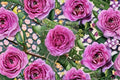 Silk Garment Climbing Rose Live Plant – Thornless Fragrant Rose for Trellises & Gardens – Rosa hybrid