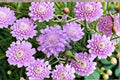 Scabiosa Pincushion Flower Live Plant Perennial Garden Border Container Pollinator-Friendly