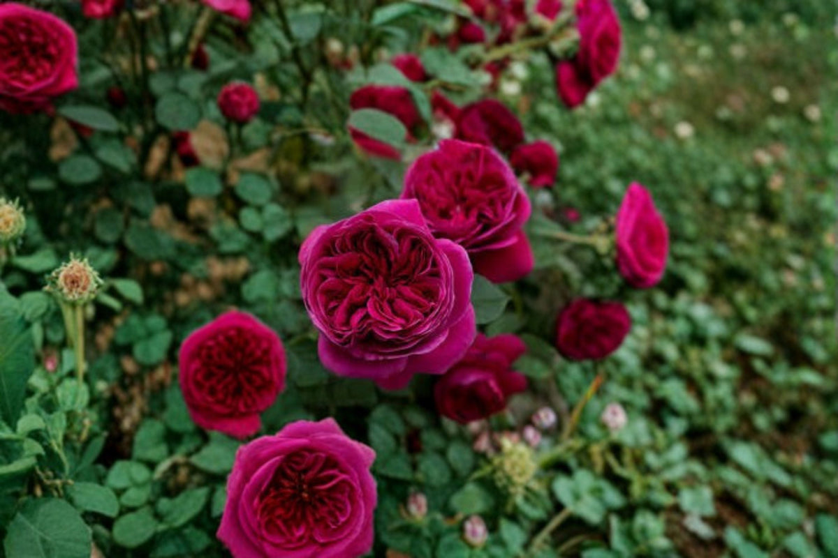 Yves Cantina Rose Live Plant – Fragrant Japanese Garden Rose Shrub Rosa Hybrid for Patio & Landscape