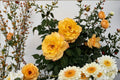 Sunny Sky Rose Live Plant – 1.5 Gal Yellow Hybrid Tea Rose Rosa 'Sunny Sky' Fragrant Reblooming