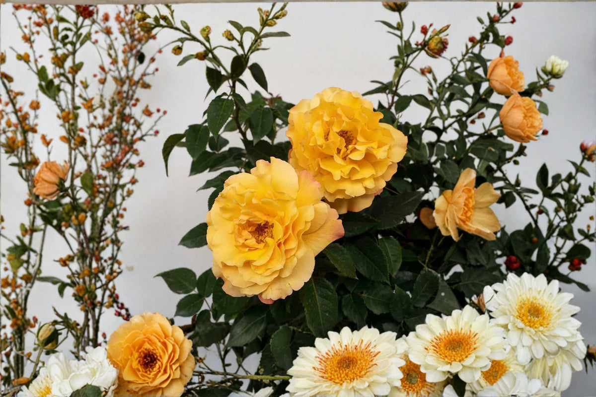 Sunny Sky Rose Live Plant – 1.5 Gal Yellow Hybrid Tea Rose Rosa 'Sunny Sky' Fragrant Reblooming