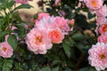 Elegance Rose Live Plant – Kenya Repeat Blooming Shrub Rose Rosa hybrid for Garden, Patio & Floral Arrangements