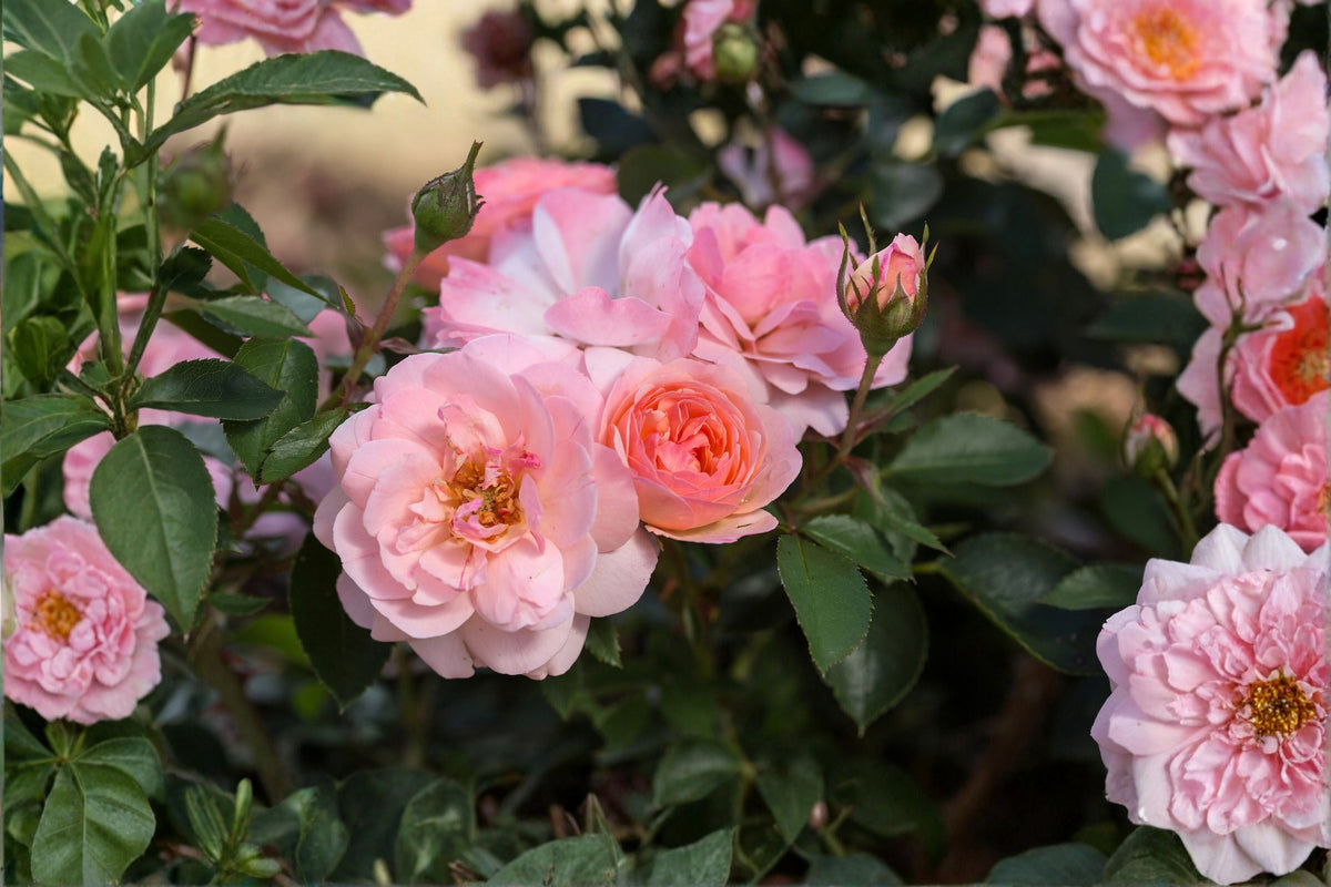 Elegance Rose Live Plant – Kenya Repeat Blooming Shrub Rose Rosa hybrid for Garden, Patio & Floral Arrangements