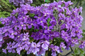 Clematis Jackmanii Superba Live Roots – Climbing Flowering Vine for Garden & Patio, Large Purple Blooms, Trellis & Fence Plant