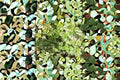 Golden Thyme Herb Plants – Variegated Thymus × citriodorus ‘Aureus’ Aromatic Perennial, 3/6/12 Pack
