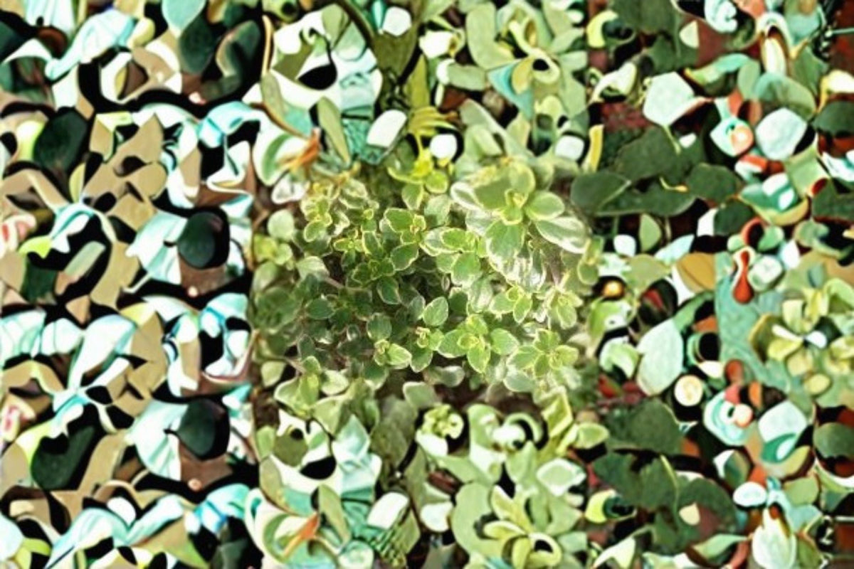 Golden Thyme Herb Plants – Variegated Thymus × citriodorus ‘Aureus’ Aromatic Perennial, 3/6/12 Pack