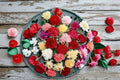 Dianthus Carnation Live Plant – Fringed Flowering Border & Container Plant – Dianthus spp.
