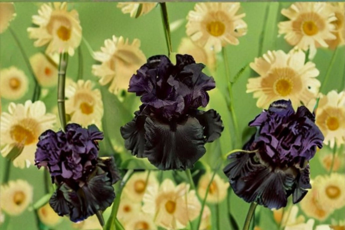 Black Bearded Iris Live Plant – Raven Girl Iris, Iris germanica 'Raven Girl', Perennial Flower, Drought Tolerant, Garden Border Plant