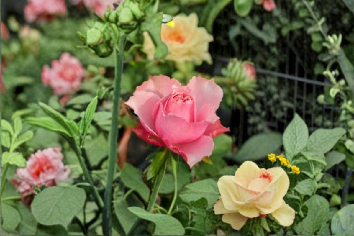 Alter Ego Rose Live Plant – Pink Apricot Cut Rose – Own Root Garden Rose – Rosa hybrid