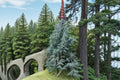 Blue Italian Cypress Live Plant – Cupressus sempervirens ‘Glauca’ – Evergreen Conifer with Blue-Green Foliage