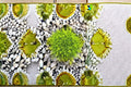 Scottish Moss Plant – Sagina subulata ‘Aurea’ – Bright Chartreuse Evergreen Groundcover for Rock Gardens & Borders