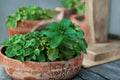 Mint Berries & Cream Live Starter Plant – Mentha sp. Herb for Herb Gardens, Containers, Edible Landscape
