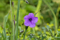 Wild Petunia Live Plant Clump – Lavender Ruellia Ground Cover – Perennial Flowering Plant for Borders & Pollinator Gardens