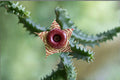 Huernia zebrina Offsets – Succulent Plant with Star-Shaped Flowers – Drought Tolerant Indoor & Container Plant