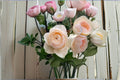 Totoro Rose Live Plant – Cream Apricot Austin Style Rose – Fragrant Ornamental Garden Rose – Rosa hybrid
