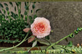 Yves Rose Live Plant – Fragrant Japanese Repeat Blooming Rose – Rosa hybrid, Ornamental Garden & Patio Container Plant