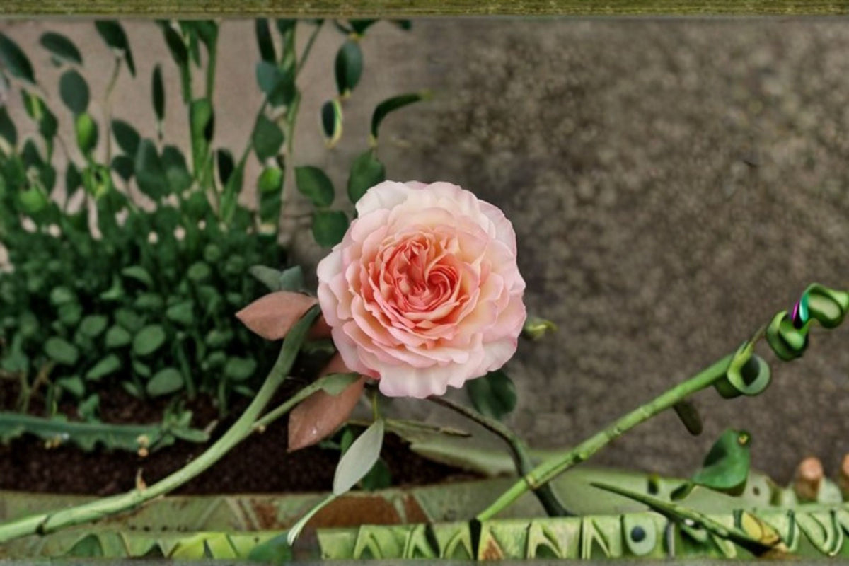 Yves Rose Live Plant – Fragrant Japanese Repeat Blooming Rose – Rosa hybrid, Ornamental Garden & Patio Container Plant