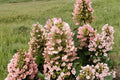 Dwarf Oakleaf Hydrangea Live Plant – 1 Pint – White Flower Clusters – Hydrangea quercifolia 'Munchkin'