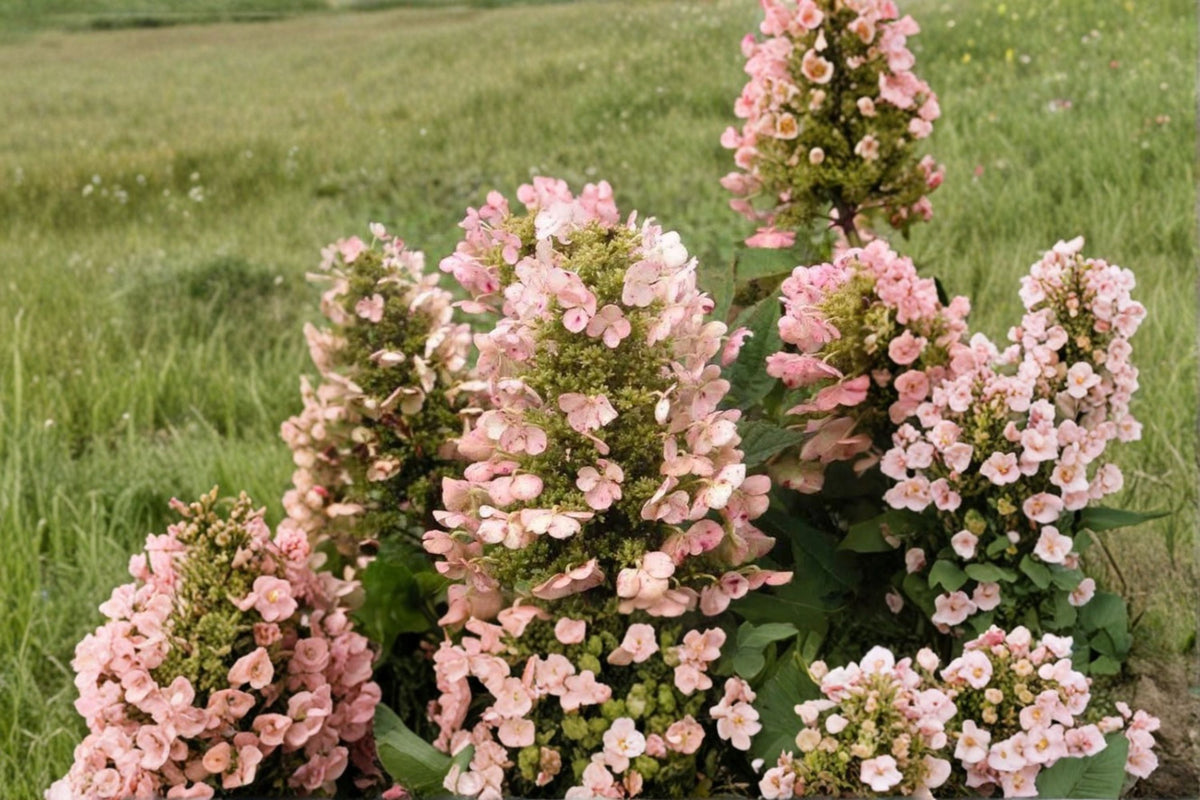 Dwarf Oakleaf Hydrangea Live Plant – 1 Pint – White Flower Clusters – Hydrangea quercifolia 'Munchkin'