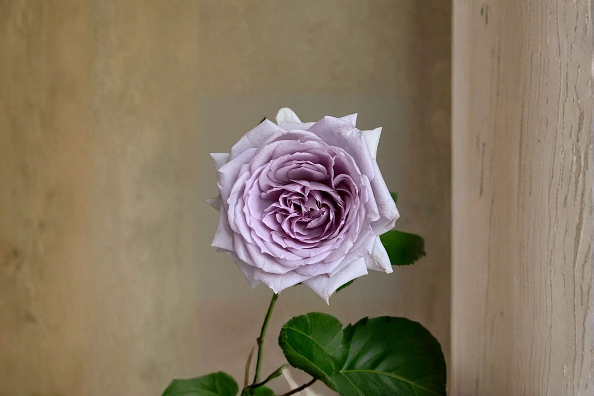 Noble Shine Rose Live Plant – Japanese Own Root Cut Shrub Rose – Repeat Blooming Garden, Patio, Landscape