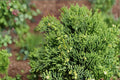 Hollywood Juniper Live Plant – Evergreen Shrub with Blue-Green Foliage, Sculptural Twisted Branches, Juniperus chinensis