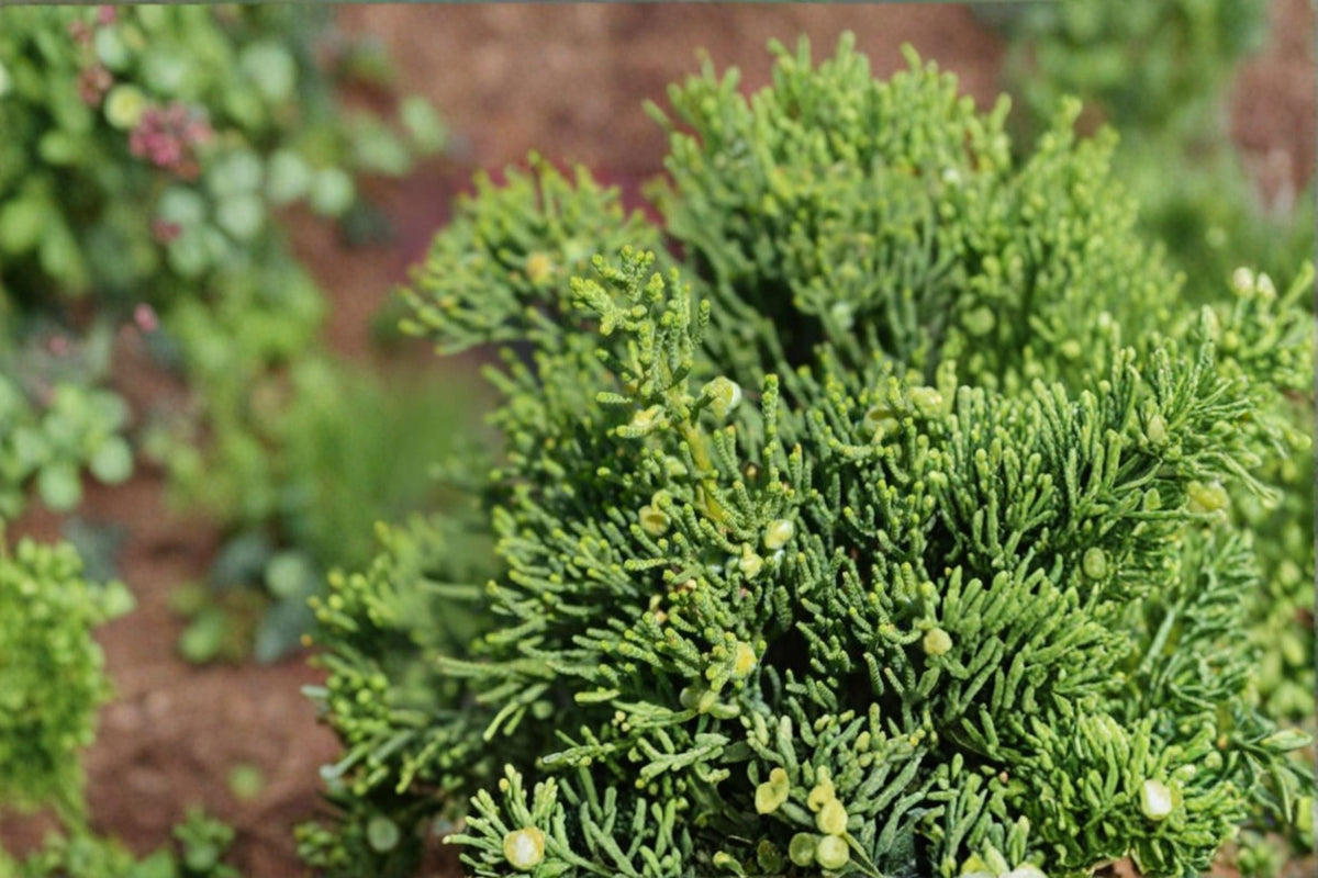 Hollywood Juniper Live Plant – Evergreen Shrub with Blue-Green Foliage, Sculptural Twisted Branches, Juniperus chinensis