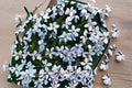 Blue Star Creeper Plant – Groundcover, Blue Star-Shaped Flowers, Low-Growing, Perennial, Isotoma fluviatilis