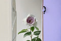 Milky Pearl Own Root Rose Live Plant – Repeat Blooming Garden Rose Rosa hybrid for Patio & Landscape