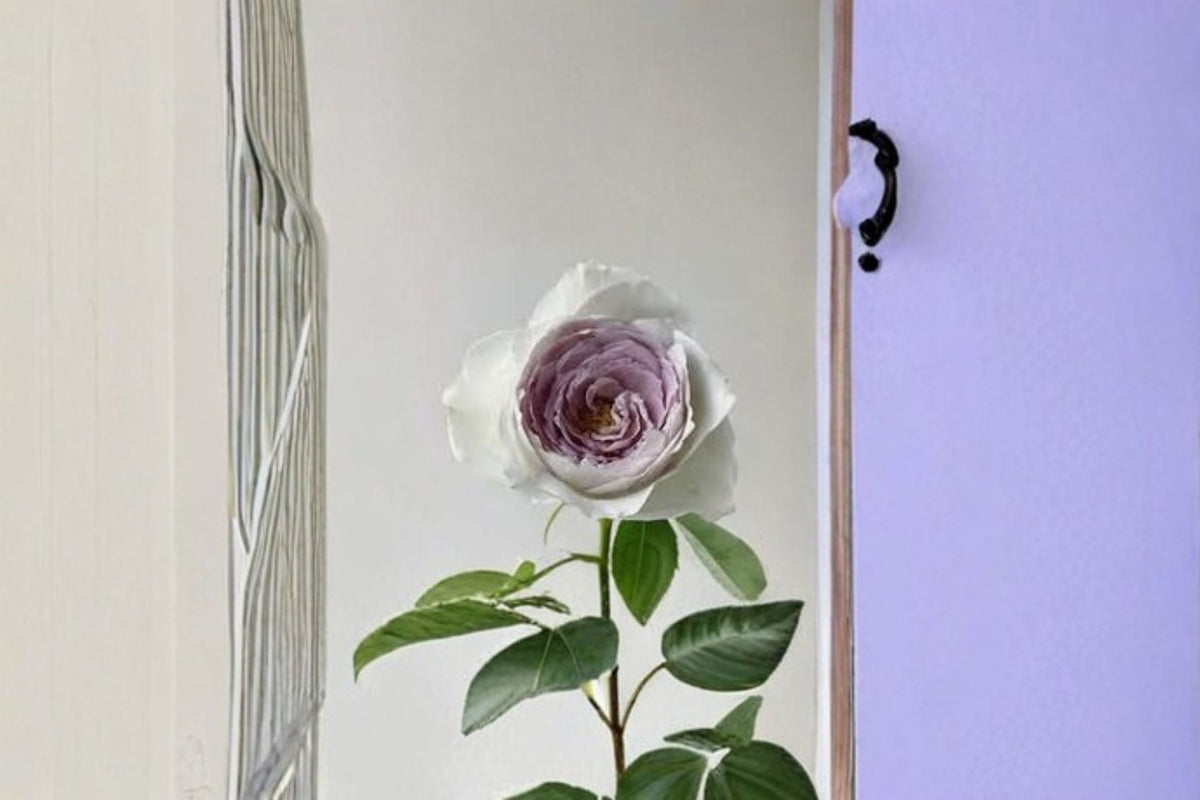 Milky Pearl Own Root Rose Live Plant – Repeat Blooming Garden Rose Rosa hybrid for Patio & Landscape