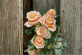 Shimmer Rose Live Plant – Yellow Pink Gradient Cut Rose – Ornamental Rosa Hybrid for Garden & Floral Arrangements