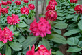 Rhododendron Live Starter Plant – Nova Zembla Red Evergreen Shrub – Flowering Ornamental Bush – Rhododendron 'Nova Zembla'