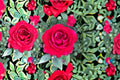Live Rose Plant – 1.5 Gal Red Grandiflora Rosa 'Tiamo' – Fragrant, Disease-Resistant, Upright Blooming Shrub