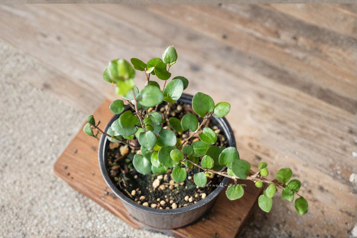Angel Wire Vine Live Starter Plant – Muehlenbeckia complexa, Trailing Ornamental Vine for Containers, Hanging Baskets & Groundcover
