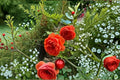 Own Root Garden Rose Plant – Pink Ornamental Rosa Hybrid for Borders, Containers & Landscape