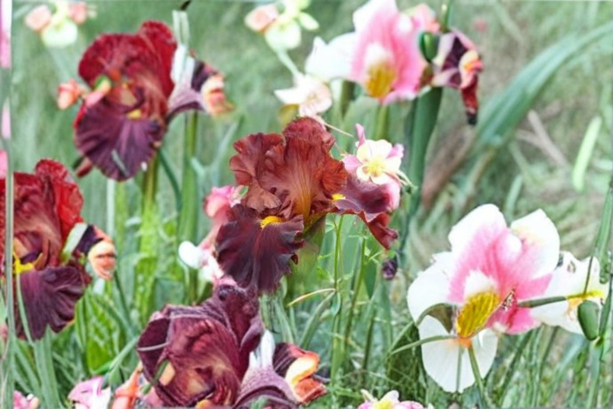 Valentino Iris Live Plant – Brick Red Bearded Iris Perennial – Iris germanica 'Valentino' for Borders & Garden Beds
