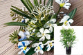 White Oleander Live Plant – Evergreen Shrub with White Flower Clusters – Nerium oleander ‘Sister Agnes’ for Hedges & Landscape